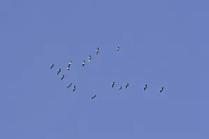 Crane Migration Drucke: Cranes in migration (flight picture)