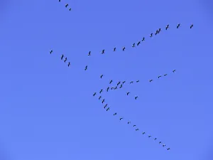 Crane Migration Drucke: Cranes in migration (flight picture)