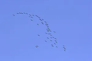 Wild Animal Behavior Study Drucke: Cranes in migration (flight picture)