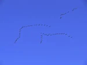 Drucke von Krähen in der Migration (Flugbild), Vogelzug, Vogelzug, Kranich Verwandte Bilder Drucke: Krähen in der Migration (Flugbild).
