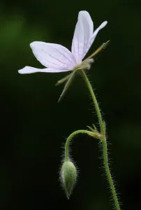 Open Air Flowers Drucke: Cranesbill (Geranium asphodeloides)