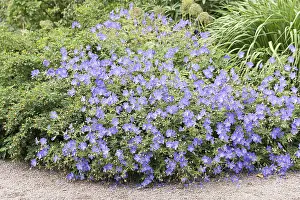 Geraniaceae Family Drucke: Cranesbill (Geranium Brookside')
Cranesbill (Geranium Brookside')