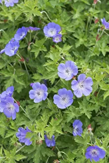 Decorative Perennials Drucke: Cranesbill (Geranium ROZANNE)