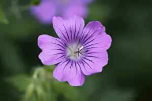 Daytime Nature Photography Drucke: Cranesbill (Geranium sp)