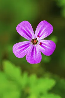 Upper Austria Drucke: Cranesbill (Geranium), Upper Austria, Austria