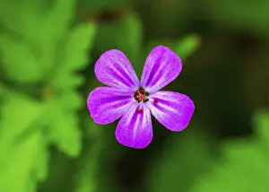 Upper Austria Drucke: Cranesbill (Geranium), Upper Austria, Austria