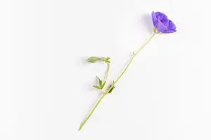 White Background Blossom Drucke: Cranesbill (geranium) on a white background