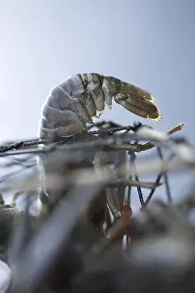 Flusskrebse Drucke: Gebildete Krabbenfalle