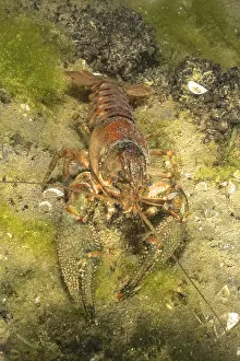 Krebs (Faxonius limosus), Amerikanischer Flusskrebs