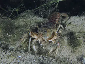 Flusskrebse Drucke: Krebs (Faxonius limosus) in der Nacht.