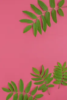 Drucke von Kreativer Flachaufbau in Topansicht mit Muster, frischen grünen Weißdornblättern auf hellem rosa Hintergrund mit Leerfläche in minimalistischem Duotondesign im Pop-Art-Stil, Rahmen- Vorlage für Text Minimalistische Kunstwerke Drucke: Kreative Flachaufnahme von oben mit frischen grünen Blättern eines Weißbirnbaums auf heller rosa Hintergrundfarbe mit