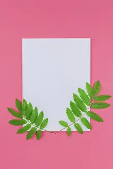 Drucke von Kreative Flachaufnahme von oben Minimalistische Kunstwerke Drucke: Kreatives Flachbildaufnahmeschema von oben mit frischen grünen Zweigen der Weißdornpflanze auf heller rosa