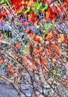 Artistic Nature Photography Drucke: Creative shot, abstract, leaves