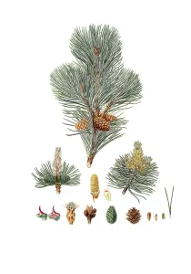 Historic Botanical Drawings Drucke: Creeping Pine, Dwarf Pine, Knee Pine
