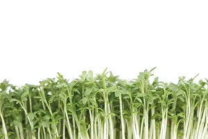 Food Photography Details Drucke: Cress sprouts