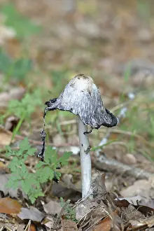 Central European Mushrooms Drucke: Crested intling (Coprinus comatus)