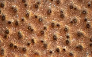 Low Calorie Diet Food Drucke: Crispbread