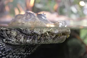 Southeastern Europe Fauna Drucke: Crocodile