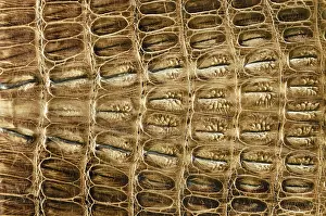 No People Background Image Drucke: Crocodile leather background