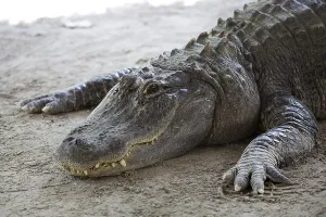 Crocodile Wildlife Photography Drucke: Crocodile in the wild in a clearing