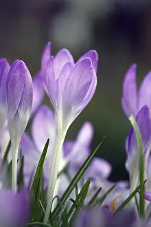 Early Spring Flowering Plant Drucke: Crocus