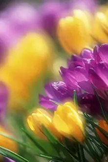 Yellow Crocus Drucke: Crocus