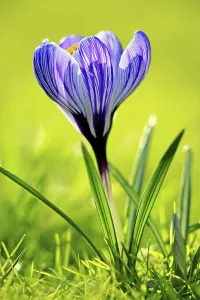 Blue Crocus Drucke: Crocus blooms