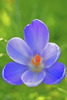 Spring Heralds Drucke: Crocus blossom detail