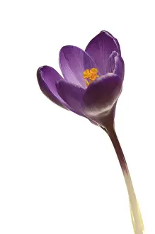 Botanical Photography Drucke: Crocus (Crocus)