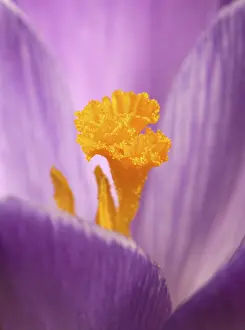 Close Up Crocus Flower Drucke: Crocus (Crocus)