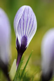 Crocus Flower Drucke: Crocus (Crocus)