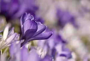 European Flora Botany Drucke: Crocus (Crocus)