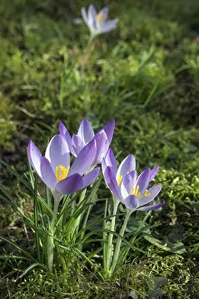 Close Up Crocus Blossom Drucke: Crocus (Crocus), flowers, purple