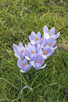 Vernal Flower Blooms Drucke: Crocus (Crocus Hybr.)
