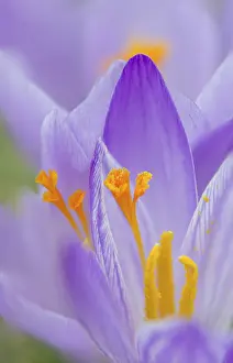 Crocus Flower Drucke: Crocus (crocus), Italy