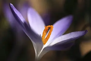Deserted Botanical Garden Drucke: Crocus (Crocus), pistils