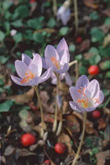 Drucke von Krokus (Crocus pulchellus) Herbst-Krokus Pulchellus Drucke: Crocus (Crocus pulchellus) Herbst-Krokus