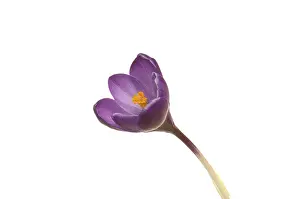 Studio Botany Photos Drucke: Crocus (Crocus), purple