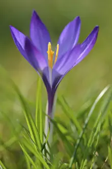Crocus Flower Drucke: Crocus (Crocus sp.), violet flower
