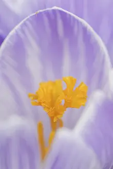 Close Up Of Crocus Blossom Drucke: Crocus (Crocus spec.), flower detail