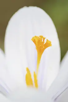 Close Up Of Crocus Blossom Drucke: Crocus (Crocus spec.), flower detail
