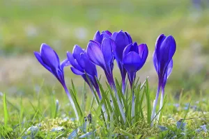 Purple Crocus Blossom Drucke: Crocus (Crocus) in spring in a meadow