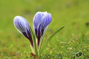 Deserted Field With Flowers Drucke: Crocus (Crocus) in spring in a meadow