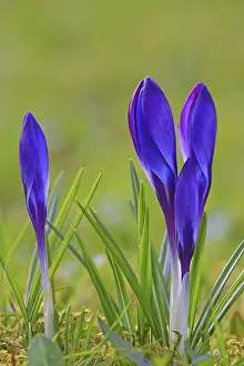 Flowering Meadow Scene Drucke: Crocus (Crocus) in spring in a meadow