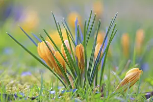 Crocus In Spring Drucke: Crocus (Crocus) in spring in a meadow