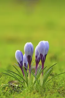 Crocus In Spring Drucke: Crocus (Crocus) in spring in a meadow