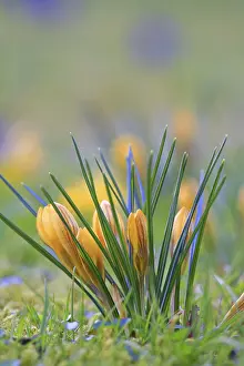 Flowering Meadow Scene Drucke: Crocus (Crocus) in spring in a meadow