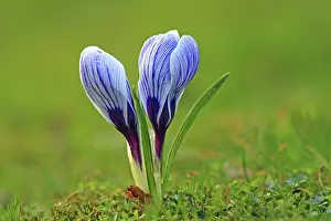 Crocus In Spring Drucke: Crocus (Crocus) in spring in a meadow