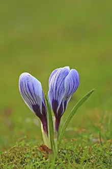 Purple Crocus Blossom Drucke: Crocus (Crocus) in spring in a meadow