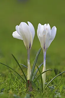 Flowering Meadow Scene Drucke: Crocus (Crocus) in spring in a meadow